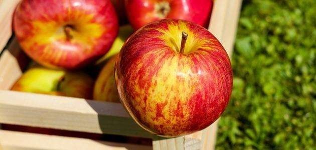 القيمة الغذائية للتفاح - معلومات عن شجرة التفاح