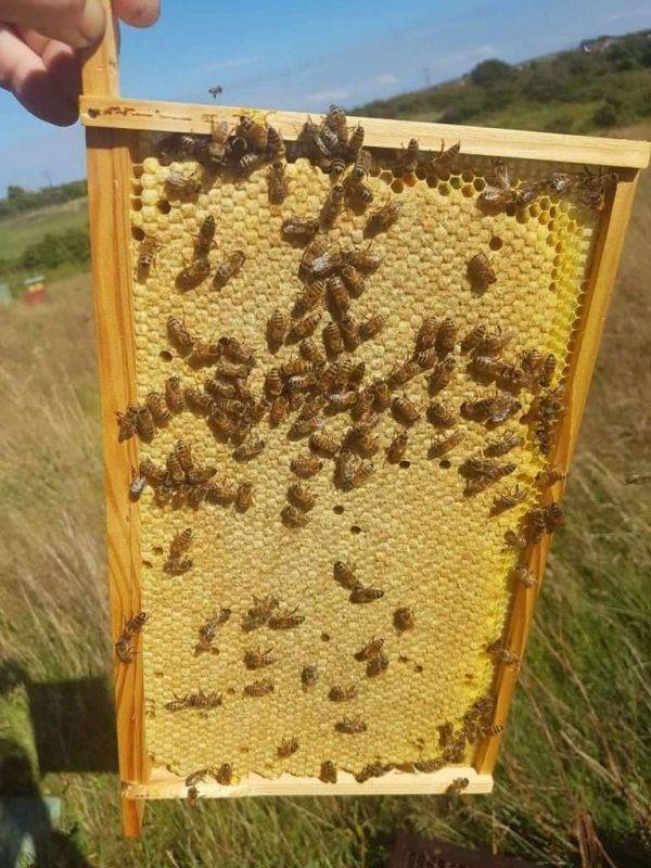 كيفية تدفئة النحل في الشتاء