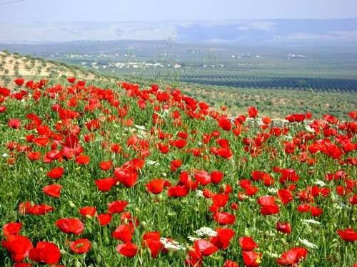 الطقس في الاردن صيفًا