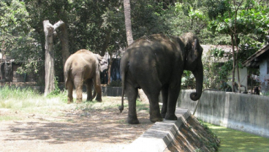 حديقة الحيوان في مومباي