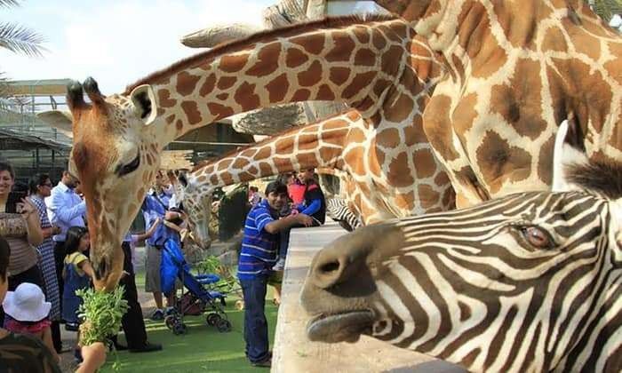 أفضل أنشطة حديقة الإمارات للحيوانات في أبو ظبي