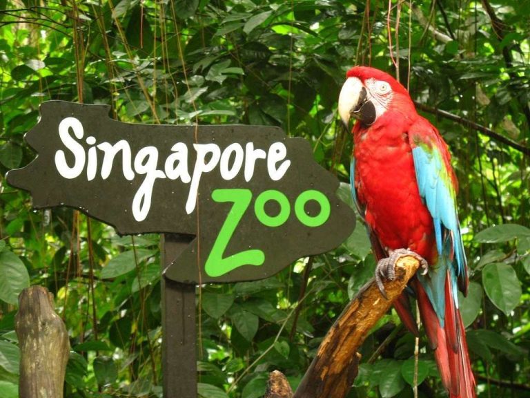 حديقة الحيوان في سنغافورة