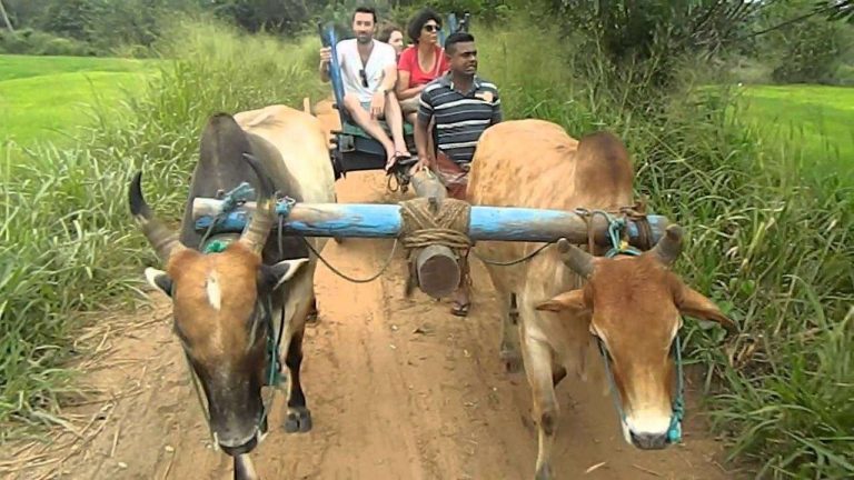 الحياة الريفية بسريلانكا