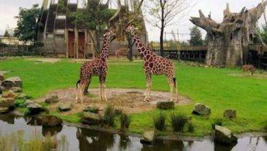 حديقة الحيوان في روتردام