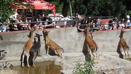 حديقة الحيوان في يريفان