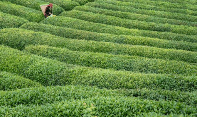 إليك معلومات عن مزارع الشاي في ريزا تركيا