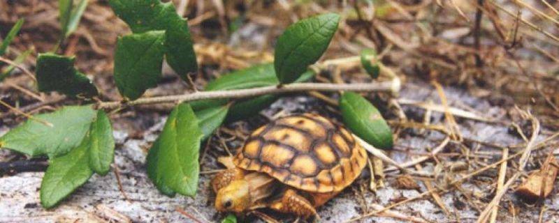 السلاحف البرية - طريقة تربية السلاحف الصغيرة