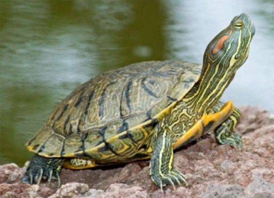 السلاحف المائية - طريقة تربية السلاحف الصغيرة