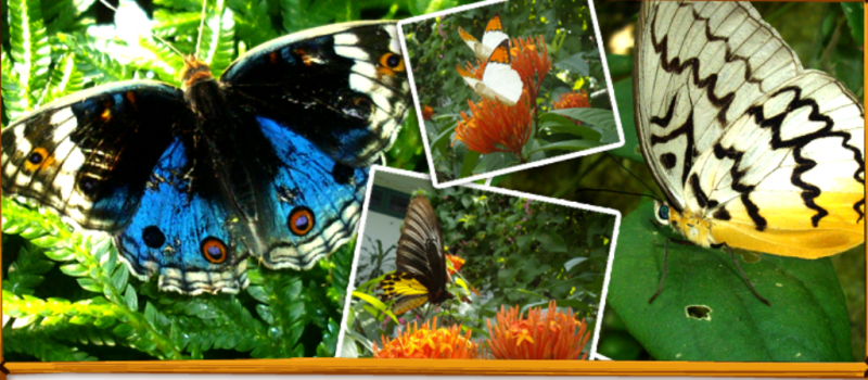 حديقة الفراشات - أقسام حديقة البحيرة في كوالالمبور