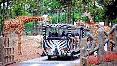 حديقة حيوانات سفاري ماليزيا
