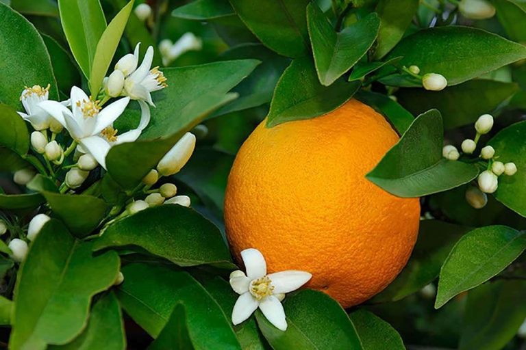 حقائق عن شجرة البرتقال