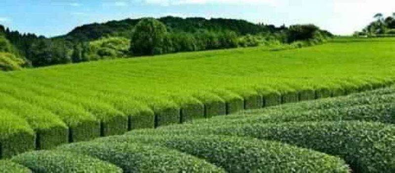 معلومات عن مزارع الشاي في ريزا تركيا