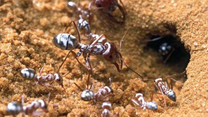 هل تعلم عن أنواع النمل ؟