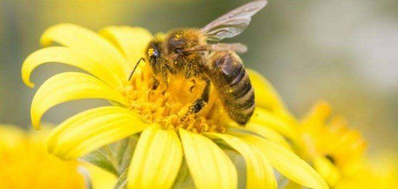 هل تعلم عن النحل ؟
