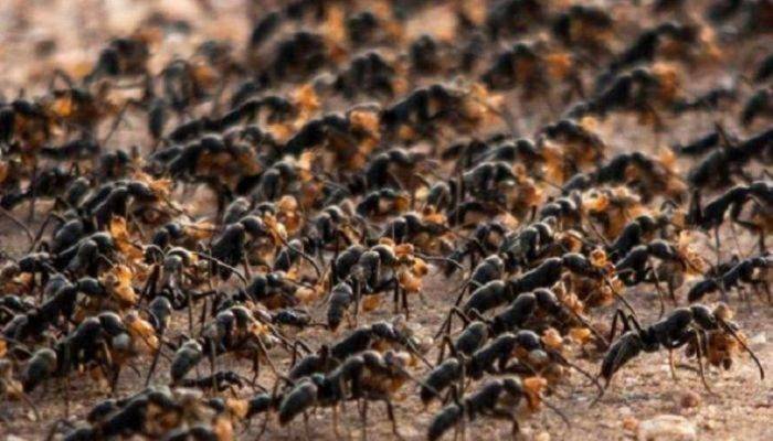 هل تعلم عن النمل ؟ 