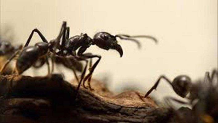 هل تعلم عن النمل ؟ 
