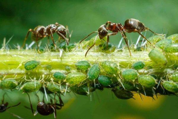 هل تعلم عن جسم النمل ؟