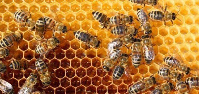 هل تعلم عن فوائد عسل النحل ؟