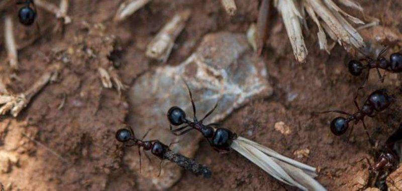 هل تعلم عن قوة النمل ؟