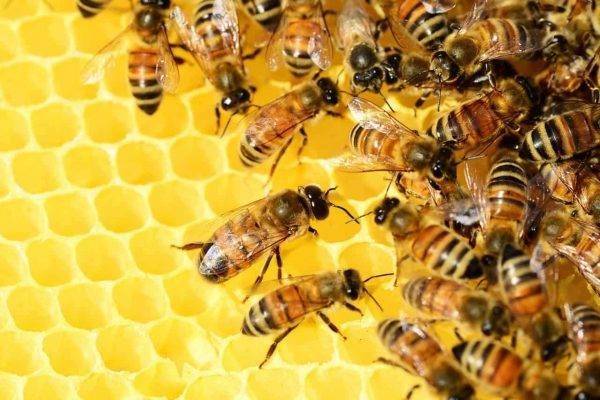 هل تعلم عن كيفية إنتاج النحلة للعسل ؟
