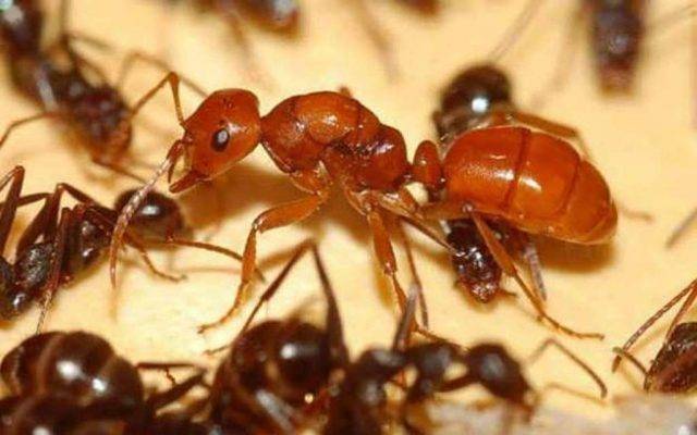 هل تعلم عن متوسط عمر النمل ؟