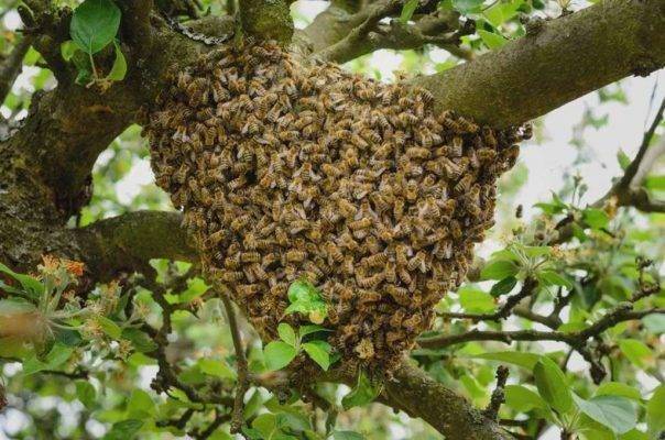 هل تعلم عن نحل العسل ؟
