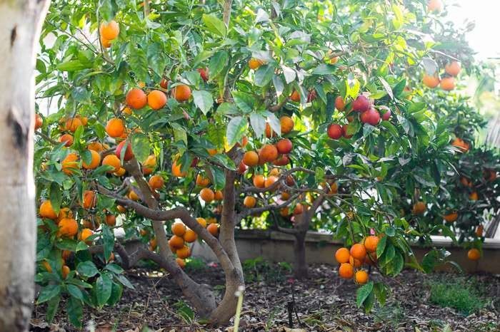 وصف شجرة البرتقال