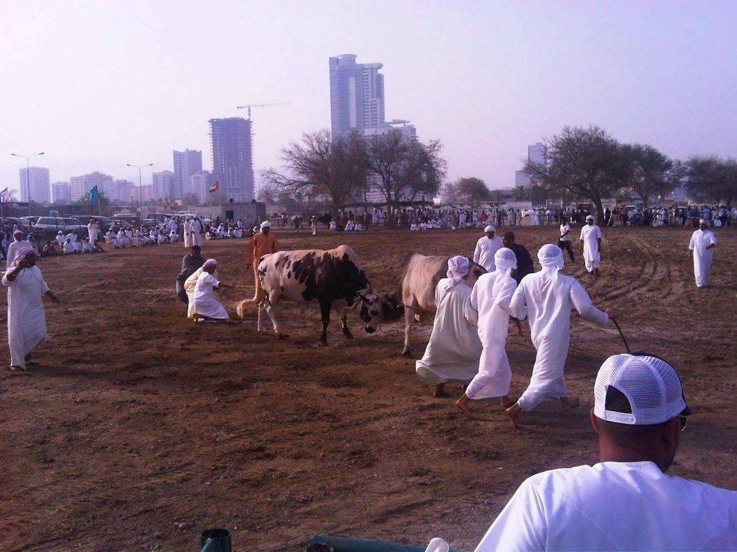 ساحة مصارعة الثيران في الفجيرة