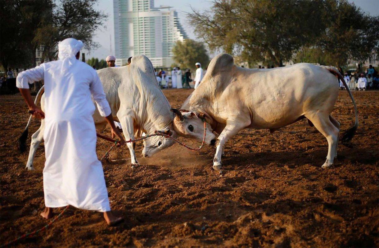 ساحة مصارعة الثيران في الفجيرة