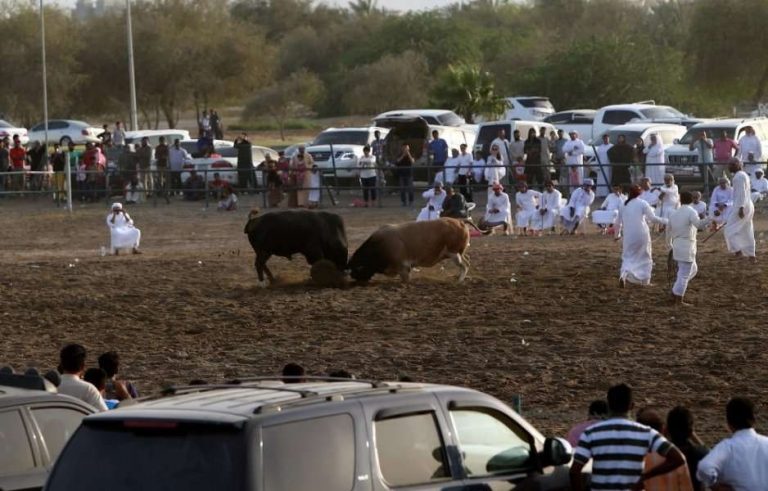 ساحة مصارعة الثيران في الفجيرة