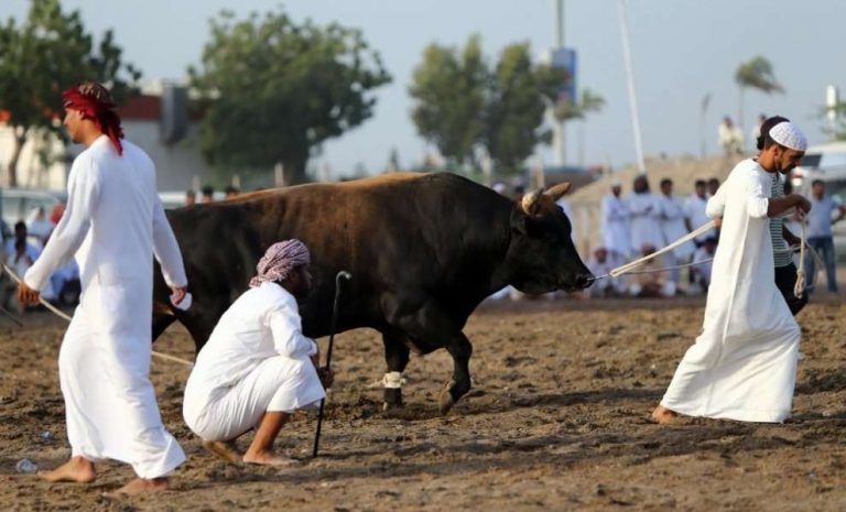 ساحة مصارعة الثيران في الفجيرة