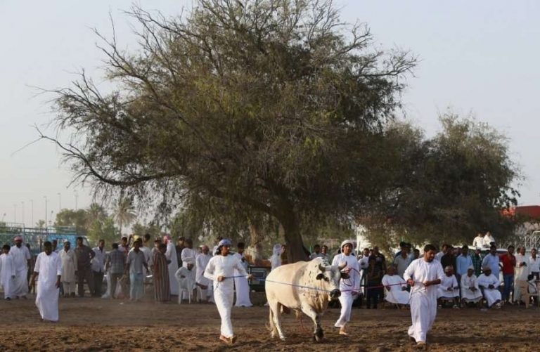 ساحة مصارعة الثيران في الفجيرة