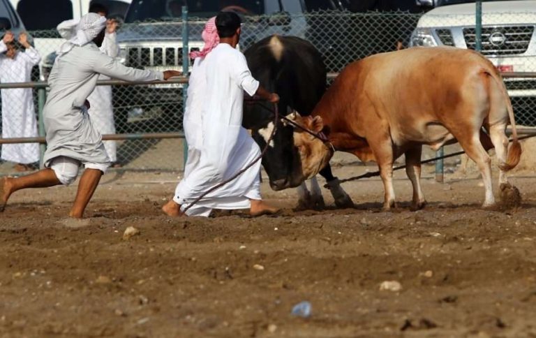 ساحة مصارعة الثيران في الفجيرة