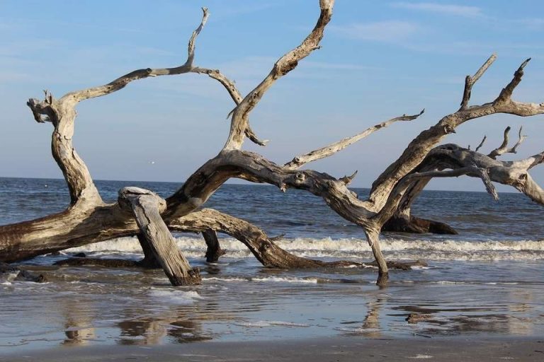 شاطئ دريفتوود "driftwood"