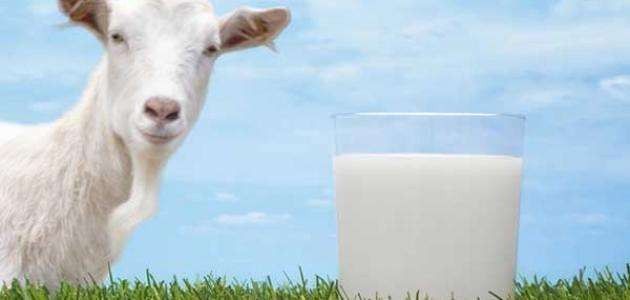 المزيد من الفوائد الصحية لحليب الماعز...