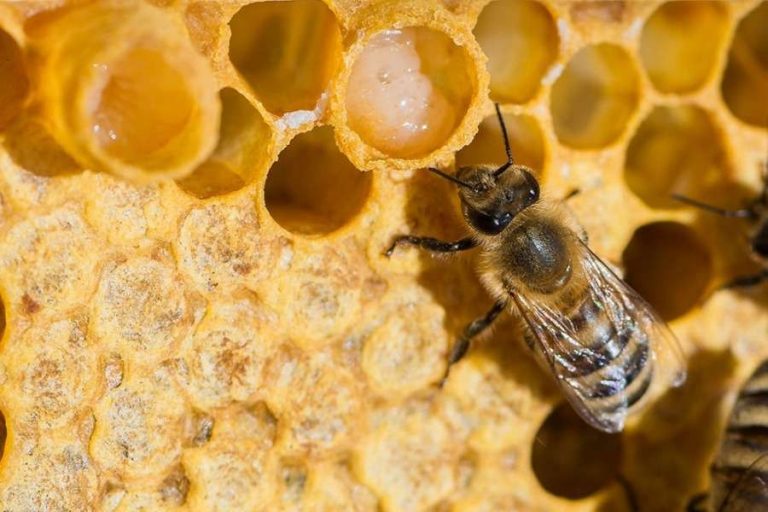 القيمة الغذائية في غذاء ملكات النحل