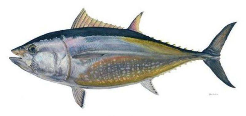 طريقة حفظ سمك التونة الطازج
