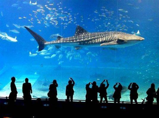 سى لايف بانكوك SEA LIFE Bangkok ..