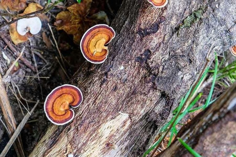 معلومات عن قهوة لينجزي 