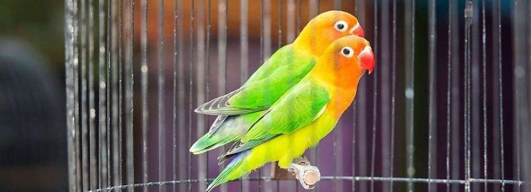 موسم تزاوج طيور الحب | موقع معلومات