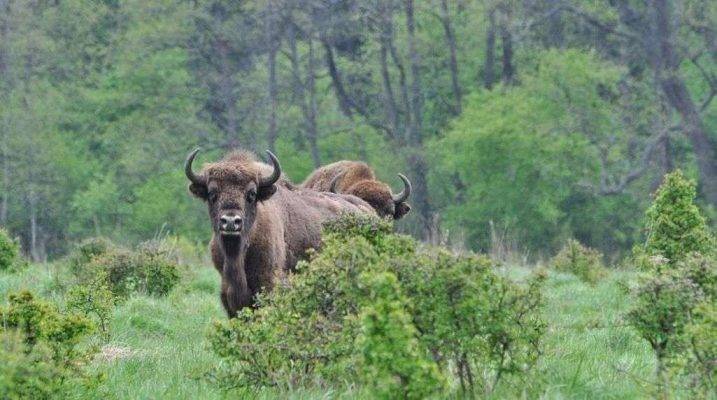 Białowieża - السياحة في بولندا في الشتاء