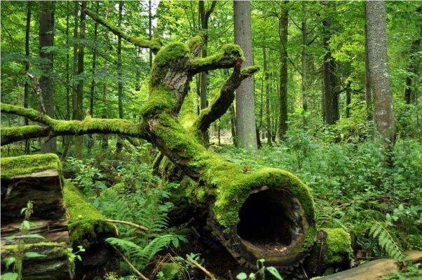 Bialowieza National Park - السياحة في بولندا في شهر مارس