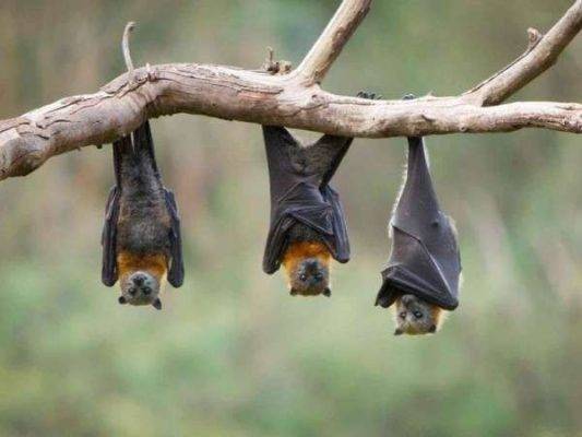 معلومات عن الخفاش