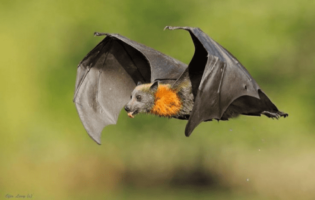 الخفافيش هي الثّدييات الوحيدة القادرة على الطّيران