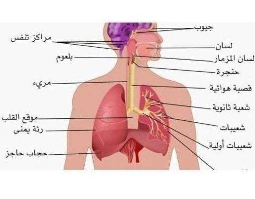 عمل الجهاز التنفسي