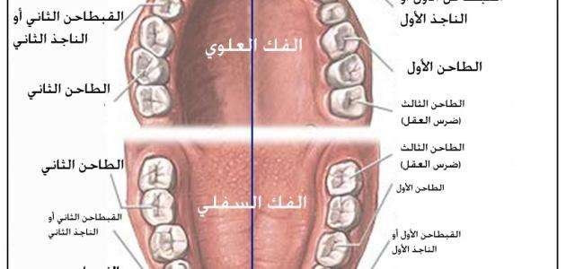 كم عدد الأسنان اللبنية