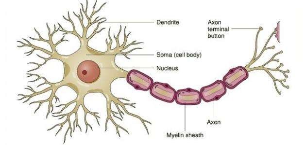 أنواع الخلايا العصبية وفقا لعدد المحاور الاسطوانية ..