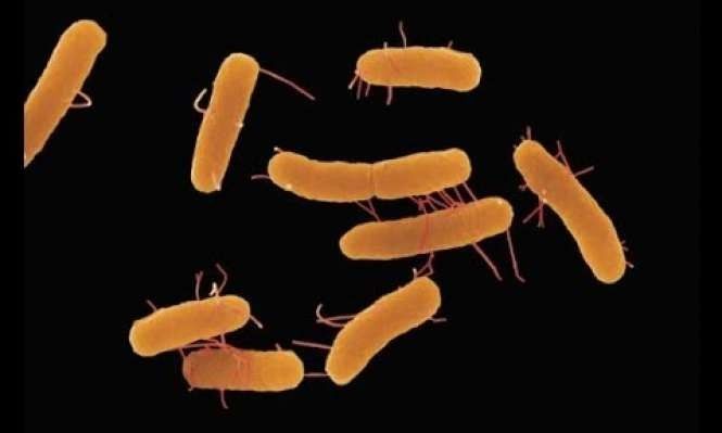 ما هي بكتيريا السالمونيلا 