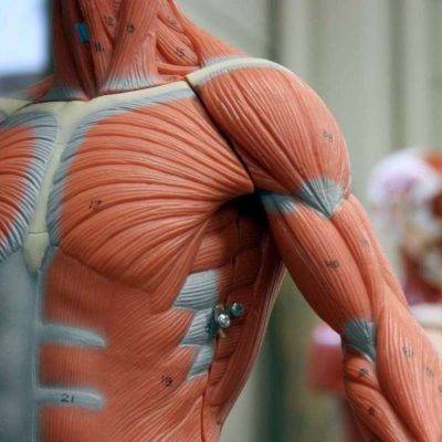 أنواع العضلات ..