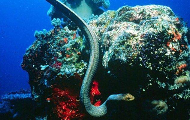 ثعبان البحر